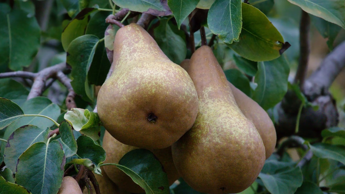 Ripe pears hanging from a tree with lush green leaves in Trentino-Südtirol, Italy.